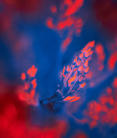 Amor entre islas: ¿Cómo es una relación adopte a distancia?