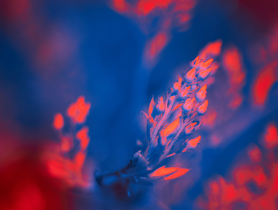 Amor entre islas: ¿Cómo es una relación adopte a distancia?