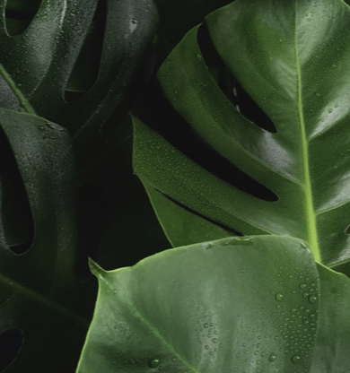 Guía de seducción botánica: una planta por cada tipo de amor