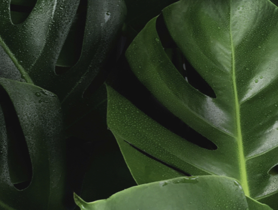 Guía de seducción botánica: una planta por cada tipo de amor