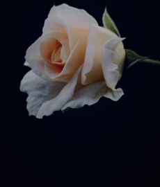 Lo que preguntas en una cita también te hace interesante