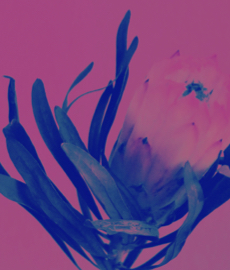 ¿Por qué leemos novelas sobre amores difíciles?